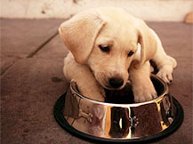 puppy looking to his plate
