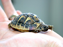 little turtle on a person's hand